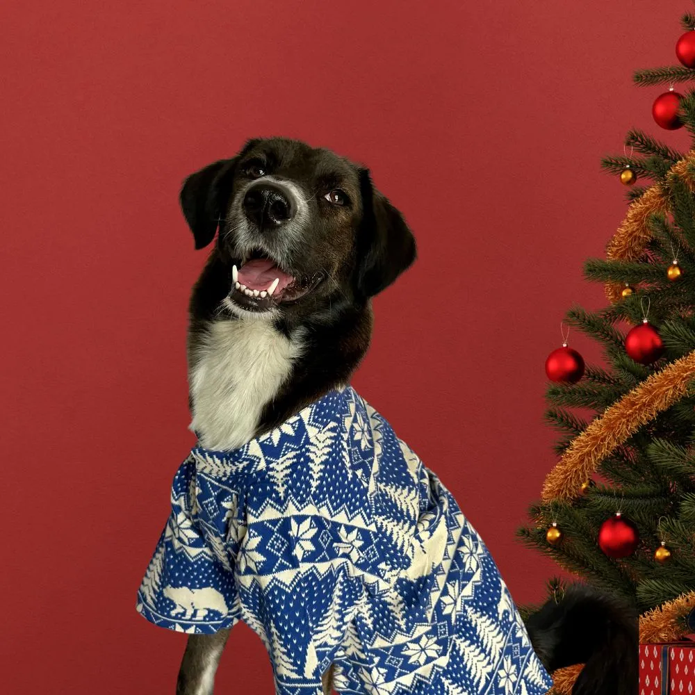 Winter Wonderland Dog Shirt